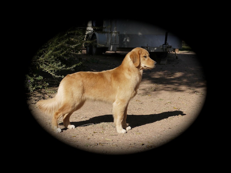 Wildfire Golden Retrievers of Arizona, Golden Retrievers, Chandler, AZ